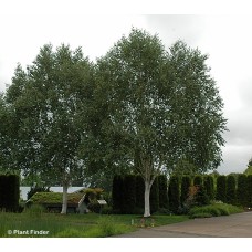 BETULA UTI JACQUEMONTII