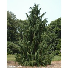 CHAMAECYPARIS NOO PEN GLAUCA