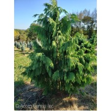 CHAMAECYPARIS NOO PENDULA