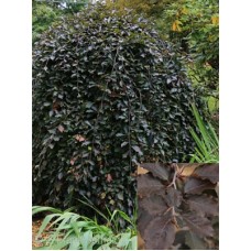 FAGUS SYL PURPUREA PENDULA