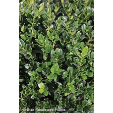 BUXUS MIC LITTLE MISSY