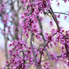 CERCIS CAN PINK HEARTBREAKER