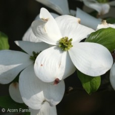 CORNUS FLO CLOUD NINE