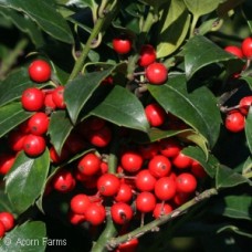 ILEX MES BLUE MAID ILEX MES BLUE MAID