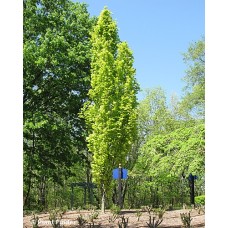 FAGUS SYL DAWYCK GOLD