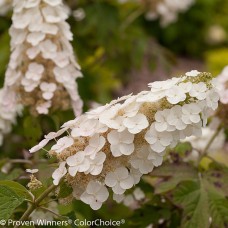 HYDRANGEA QUE GATSBY GAL