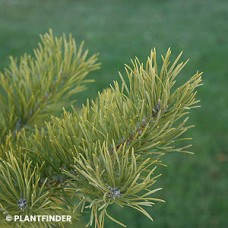 PINUS SYLVESTRIS