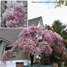 PRUNUS SUB PEN PLENA ROSEA