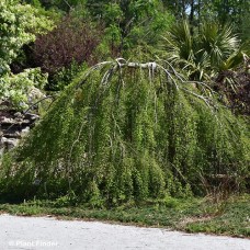 TAXODIUM DIS FALLING WATERS