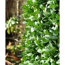 BUXUS SEM GREEN PILLAR
