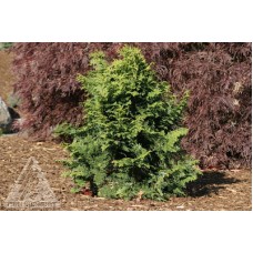 CHAMAECYPARIS OBT GRACIOSA CHAMAECYPARIS OBT GRACIOSA