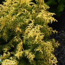 CHAMAECYPARIS OBT MELODY CHAMAECYPARIS OBT MELODY