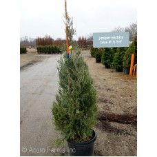 JUNIPERUS SCO WICHITA BLUE