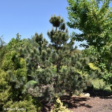 PINUS STROBIFORMIS FOXTAIL