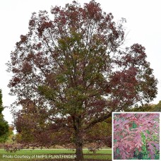QUERCUS ALBA