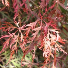 ACER PAL DIS HANA MATOI