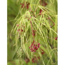 ACER PAL KOTO NO ITO