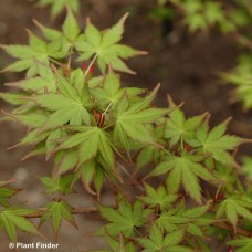 ACER PAL TSUKASA SILHOUETTE