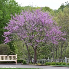 CERCIS CAN HEARTS DESIRE