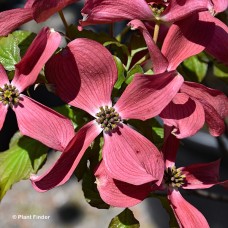 CORNUS FLO RAGIN RED CORNUS FLO RAGIN RED