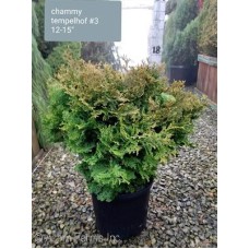 CHAMAECYPARIS OBT TEMPELHOF