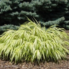 HAKONECHLOA MAC AUREOLA