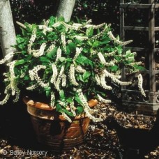 ITEA VIR LITTLE HENRY