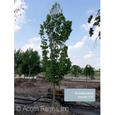 LIRIODENDRON TUL ARNOLD