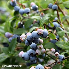 VACCINIUM COR BLUE JAY