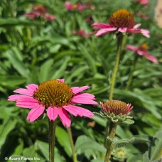 ECHINACEA PIXIE MEADOWBRITE