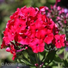 PHLOX PAN RED RIDING HOOD PHLOX PAN RED RIDING HOOD