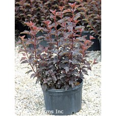PHYSOCARPUS OPU FIRESIDE PHYSOCARPUS OPU FIRESIDE