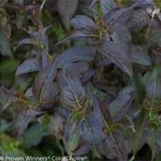 DIERVILLA KODIAK BLACK