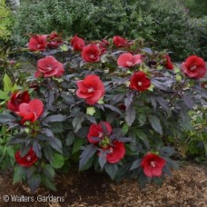 HIBISCUS MIDNIGHT MARVEL