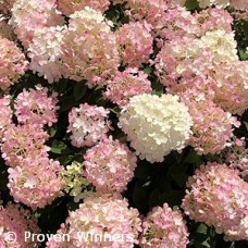 HYDRANGEA PAN FIRELIGHT TIDBIT