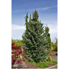 PICEA OMORIKA BRUNS