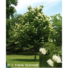 SYRINGA PEK GREAT WALL