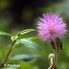 ALBIZIA JUL EH WILSON