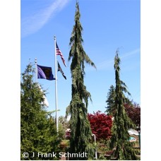 CHAMAECYPARIS NOO GREEN ARROW