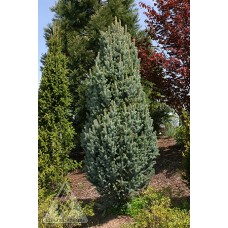 PICEA PUN ISELI FASTIGIATE