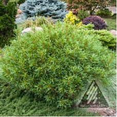 PINUS STROBUS MINI TWISTS