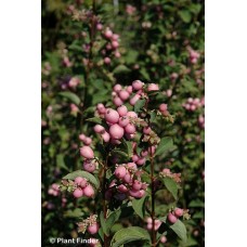 SYMPHORICARPOS MAGIC BERRY SYMPHORICARPOS MAGIC BERRY