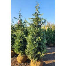 CHAMAECYPARIS NOO BUSHY BLUE CHAMAECYPARIS NOO BUSHY BLUE