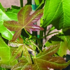 LIQUIDAMBAR STY HAPPIDAZE LIQUIDAMBAR STY HAPPIDAZE