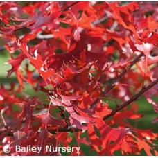 QUERCUS ELLIPSOIDALIS