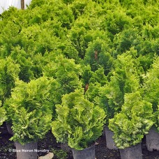 CHAMAECYPARIS OBT LUTEA COMPAC