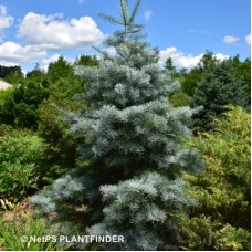 ABIES CONCOLOR BLUE CLOAK