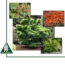 ACER PAL MIKAWA YATSUBUSA ACER PAL MIKAWA YATSUBUSA