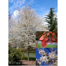 AMELANCHIER LAE SPRING FLURRY