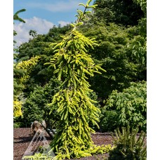 PICEA ABIES GOLD DRIFT